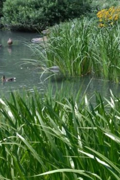 American Sweet Flag (Acorus Americanus) - 1 Gallon Pot -Garden Plants Shop acorus americanus american sweet flag 11