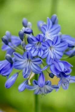 Little Galaxy Agapanthus (Lily Of The Nile) - 1 Gallon Pot -Garden Plants Shop agapanthus little galaxy lily of the nile 3
