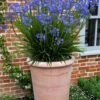 Little Galaxy Agapanthus (Lily Of The Nile) - 1 Gallon Pot -Garden Plants Shop agapanthus little galaxy lily of the nile 4
