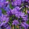 Purple Delight Agapanthus (Lily Of The Nile) - 2 Gallon Pot -Garden Plants Shop agapanthus purple delight 3