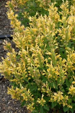Poquito Butter Yellow Agastache (Hummingbird Mint) - 1 Gallon Pot -Garden Plants Shop agastache poquito butter yellow hummingbird mint 1 1