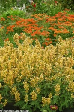 Poquito Butter Yellow Agastache (Hummingbird Mint) - 1 Gallon Pot -Garden Plants Shop agastache poquito butter yellow hummingbird mint 2 1