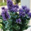 Poquito Dark Blue Agastache (Hummingbird Mint) - 1 Gallon Pot 1 Poquito Dark Blue Agastache (Hummingbird Mint) - 1 Gallon Pot -Garden Plants Shop agastache poquito dark blue 10
