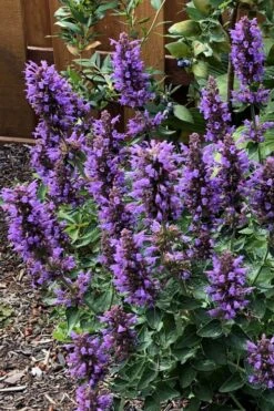 Poquito Dark Blue Agastache (Hummingbird Mint) - 1 Gallon Pot -Garden Plants Shop agastache poquito dark blue 11
