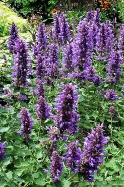 Poquito Dark Blue Agastache (Hummingbird Mint) - 1 Gallon Pot -Garden Plants Shop agastache poquito dark blue 12