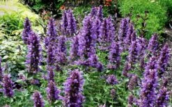 Poquito Dark Blue Agastache (Hummingbird Mint) - 1 Gallon Pot -Garden Plants Shop agastache poquito dark blue 13