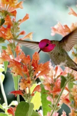 Poquito Orange Agastache (Hummingbird Mint) - 5 Pack Of Quart Pots -Garden Plants Shop agastache poquito orange 11