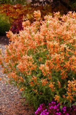 Poquito Orange Agastache (Hummingbird Mint) - 5 Pack Of Quart Pots -Garden Plants Shop agastache poquito orange 12