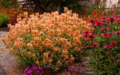 Poquito Orange Agastache (Hummingbird Mint) - 5 Pack Of Quart Pots -Garden Plants Shop agastache poquito orange 13