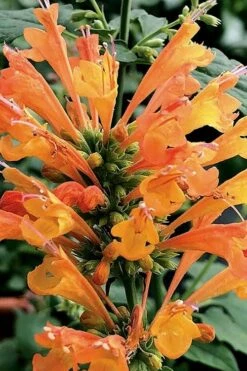Poquito Orange Agastache (Hummingbird Mint) - 5 Pack Of Quart Pots -Garden Plants Shop agastache poquito orange 14