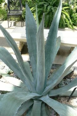 American Agave (Century Plant) - 3 Gallon Pot 13 American Agave (Century Plant) - 3 Gallon Pot -Garden Plants Shop agave americana centrury plant 1