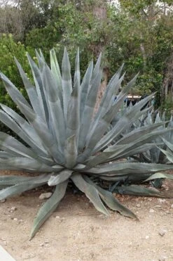 American Agave (Century Plant) - 3 Gallon Pot 12 American Agave (Century Plant) - 3 Gallon Pot -Garden Plants Shop agave americana centrury plant 5