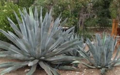 American Agave (Century Plant) - 3 Gallon Pot 11 American Agave (Century Plant) - 3 Gallon Pot -Garden Plants Shop agave americana centrury plant 6
