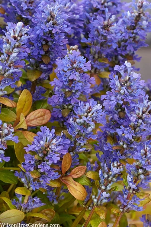Fancy Finch Ajuga (Bugleweed) - 5 Pack Of Quart Pots 6 Fancy Finch Ajuga (Bugleweed) - 5 Pack Of Quart Pots - Image 4