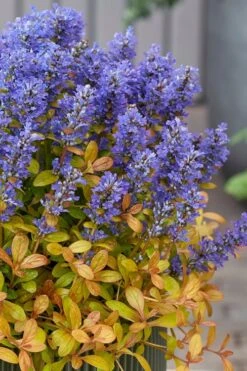 Fancy Finch Ajuga (Bugleweed) - 5 Pack Of Quart Pots 14 Fancy Finch Ajuga (Bugleweed) - 5 Pack Of Quart Pots -Garden Plants Shop ajuga fancy finch 12