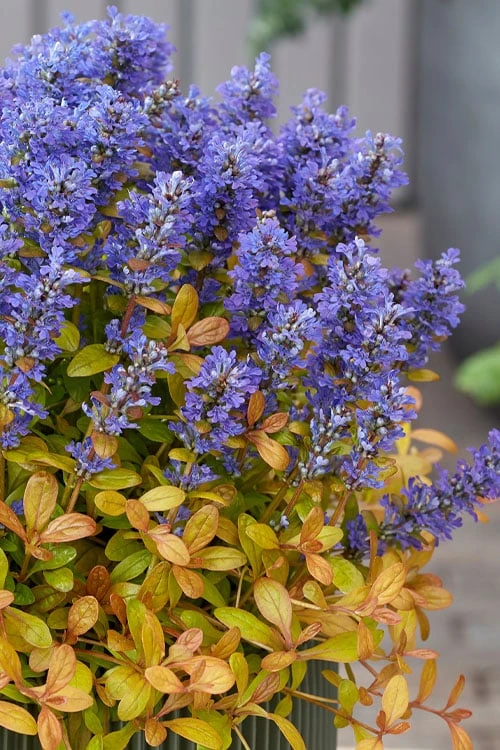 Fancy Finch Ajuga (Bugleweed) - 5 Pack Of Quart Pots 8 Fancy Finch Ajuga (Bugleweed) - 5 Pack Of Quart Pots - Image 6