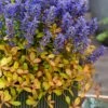 Fancy Finch Ajuga (Bugleweed) - 5 Pack Of Quart Pots -Garden Plants Shop ajuga fancy finch 13