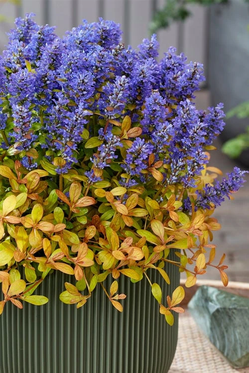 Fancy Finch Ajuga (Bugleweed) - 5 Pack Of Quart Pots 3 Fancy Finch Ajuga (Bugleweed) - 5 Pack Of Quart Pots