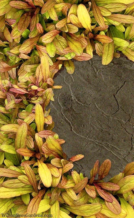 Fancy Finch Ajuga (Bugleweed) - 5 Pack Of Quart Pots 9 Fancy Finch Ajuga (Bugleweed) - 5 Pack Of Quart Pots - Image 7