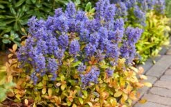 Fancy Finch Ajuga (Bugleweed) - 5 Pack Of Quart Pots 13 Fancy Finch Ajuga (Bugleweed) - 5 Pack Of Quart Pots -Garden Plants Shop ajuga fancy finch 7