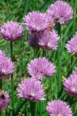 Chives Plant (Allium Schoenoprasum) - 5 Pack Of Quart Pots -Garden Plants Shop allium schoenprasum chives 3
