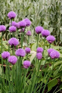 Chives Plant (Allium Schoenoprasum) - 5 Pack Of Quart Pots -Garden Plants Shop allium schoenprasum chives 4