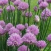 Chives Plant (Allium Schoenoprasum) - 5 Pack Of Quart Pots -Garden Plants Shop allium schoenprasum chives 5