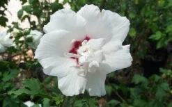 Morning Star Rose Of Sharon (Althea) - Hibiscus Syriacus - 3 Gallon Pot 9 Morning Star Rose Of Sharon (Althea) - Hibiscus Syriacus - 3 Gallon Pot -Garden Plants Shop altheamorningstar
