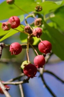 Downy Serviceberry Tree (Amelanchier Arborea) - 3 Gallon Pot -Garden Plants Shop amelanchier arborea downy serviceberry berries 1