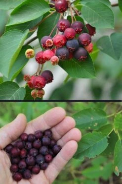 Downy Serviceberry Tree (Amelanchier Arborea) - 3 Gallon Pot -Garden Plants Shop amelanchier arborea downy serviceberry berries 3