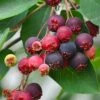 Downy Serviceberry Tree (Amelanchier Arborea) - 3 Gallon Pot -Garden Plants Shop amelanchier arborea downy serviceberry berries 4