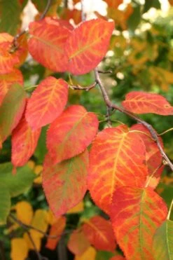 Downy Serviceberry Tree (Amelanchier Arborea) - 3 Gallon Pot -Garden Plants Shop amelanchier arborea downy serviceberry fall leaves 1