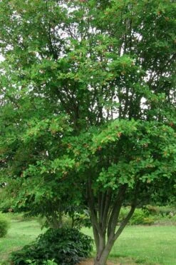 Downy Serviceberry Tree (Amelanchier Arborea) - 3 Gallon Pot -Garden Plants Shop amelanchier arborea downy serviceberry tree