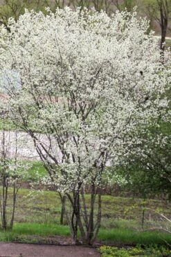 Downy Serviceberry Tree (Amelanchier Arborea) - 3 Gallon Pot -Garden Plants Shop amelanchier arborea downy serviceberry tree 3