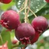 Shadblow Serviceberry Tree (Amelanchier Canadensis) - 5 Gallon Pot 1 Shadblow Serviceberry Tree (Amelanchier Canadensis) - 5 Gallon Pot -Garden Plants Shop amelanchier arborea shadblow serviceberry berries 2 1