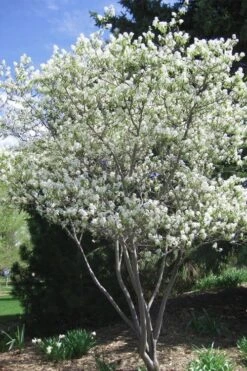 Shadblow Serviceberry Tree (Amelanchier Canadensis) - 5 Gallon Pot -Garden Plants Shop amelanchier arborea shadblow serviceberry tree 2 1