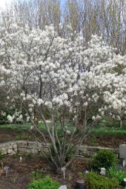 Shadblow Serviceberry Tree (Amelanchier Canadensis) - 5 Gallon Pot -Garden Plants Shop amelanchier arborea shadblow serviceberry tree 3 1