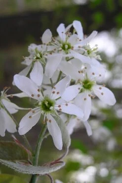 Autumn Brilliance Serviceberry Tree - 1 Gallon Pot 15 Autumn Brilliance Serviceberry Tree - 1 Gallon Pot -Garden Plants Shop amelanchier grandiflora autumn brilliance serviceberry 1 1