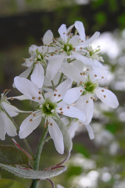 Autumn Brilliance Serviceberry Tree - 1 Gallon Pot 7 Autumn Brilliance Serviceberry Tree - 1 Gallon Pot - Image 5