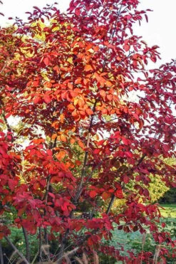 Autumn Brilliance Serviceberry Tree - 1 Gallon Pot 19 Autumn Brilliance Serviceberry Tree - 1 Gallon Pot -Garden Plants Shop amelanchier grandiflora autumn brilliance serviceberry 3 1