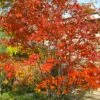 Autumn Brilliance Serviceberry Tree - 7 Gallon Pot (5-6') -Garden Plants Shop amelanchier grandiflora autumn brilliance serviceberry 4