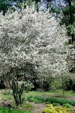 Autumn Brilliance Serviceberry Tree - 1 Gallon Pot 18 Autumn Brilliance Serviceberry Tree - 1 Gallon Pot -Garden Plants Shop amelanchier grandiflora autumn brilliance serviceberry 5 1