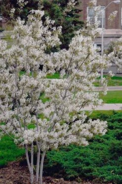 Autumn Brilliance Serviceberry Tree - 7 Gallon Pot (5-6') -Garden Plants Shop amelanchier grandiflora autumn brilliance serviceberry 6