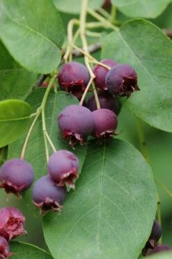Autumn Brilliance Serviceberry Tree - 1 Gallon Pot 14 Autumn Brilliance Serviceberry Tree - 1 Gallon Pot -Garden Plants Shop amelanchier grandiflora autumn brilliance serviceberry 8 1