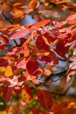 Autumn Brilliance Serviceberry Tree - 7 Gallon Pot (5-6') -Garden Plants Shop amelanchier grandiflora autumn brilliance serviceberry 9