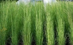 Broomsedge Bluestem Grass (Andropogon Virginicus) - 8 Pack Of 1 Gallon Pots -Garden Plants Shop andropogon virginicus broomsedge bluestem grass 3