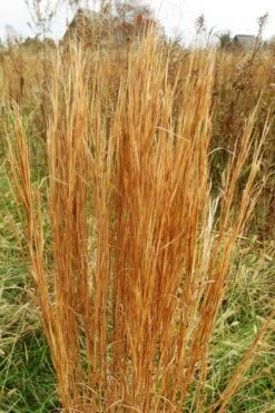 Broomsedge Bluestem Grass (Andropogon Virginicus) - 8 Pack Of 1 Gallon Pots -Garden Plants Shop andropogon virginicus broomsedge bluestem grass 6