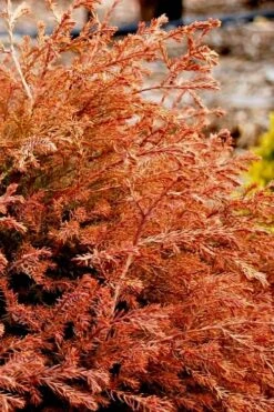 Fire Chief Arborvitae - 3 Gallon Pot -Garden Plants Shop arborvitae fire chief 13