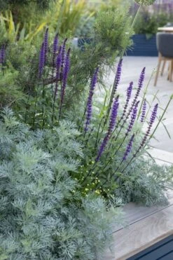 Powis Castle Artemisia - 5 Pack Of Quart Pots -Garden Plants Shop artemisia powis castle 4