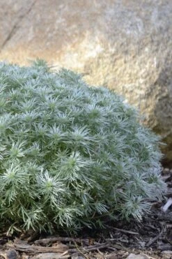 Silver Mound Artemisia - 5 Pack Of Quart Pots -Garden Plants Shop artemisia schmidtiana silver mound 5